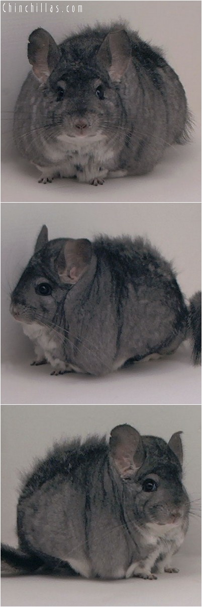 4173 Extra Large / Extra Blocky Standard Female Chinchilla