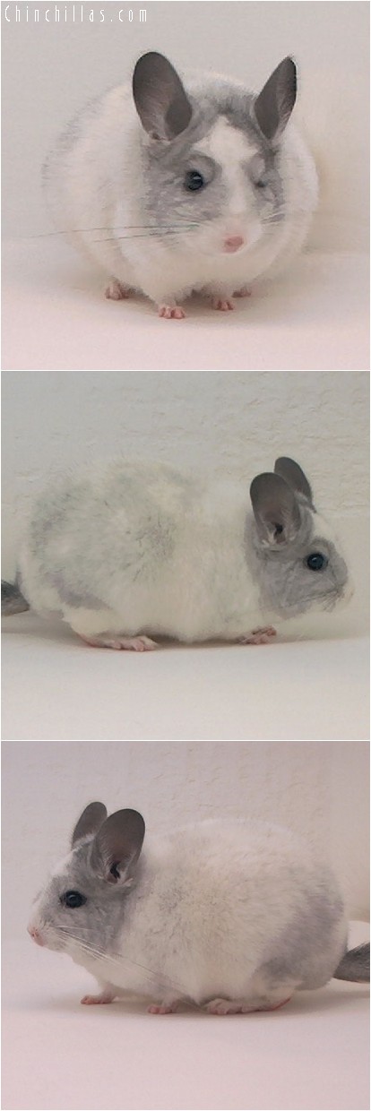 4113 Showable Splotchy White Mosaic Female Chinchilla