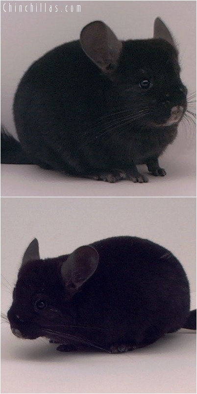 4164 Show Quality Ebony Female Chinchilla