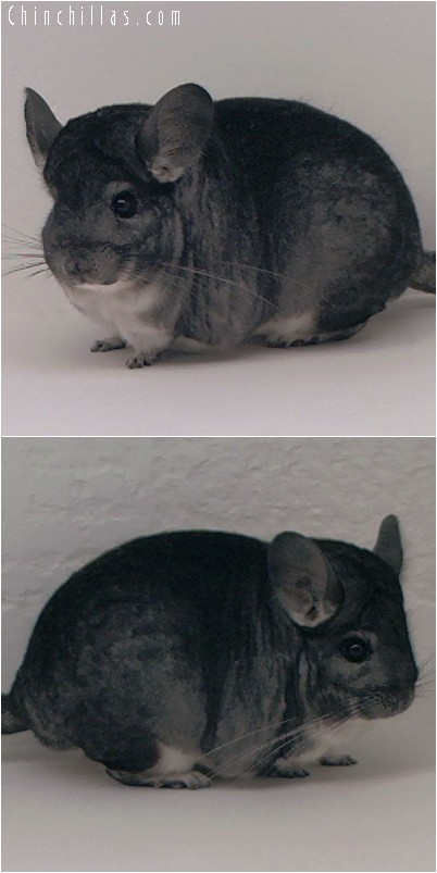 4167 Standard Female Chinchilla