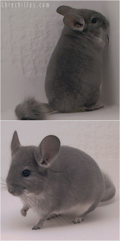 4166 Show Quality Violet Female Chinchilla