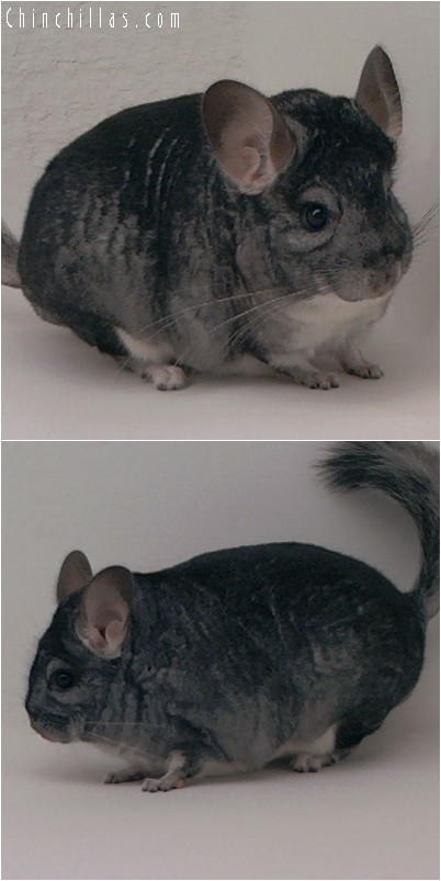 4169 Large Showable Standard Male Chinchilla