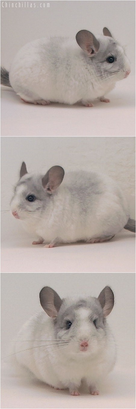 4089 Show Quality White Mosaic Male Chinchilla