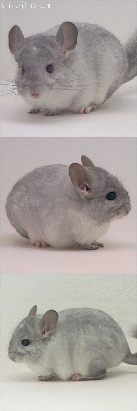 4135 White Mosaic ( Sapphire Carrier ) Male Chinchilla