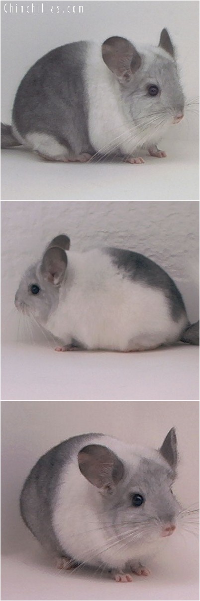 4175 Extremely Unique White Mosaic Female Chinchilla