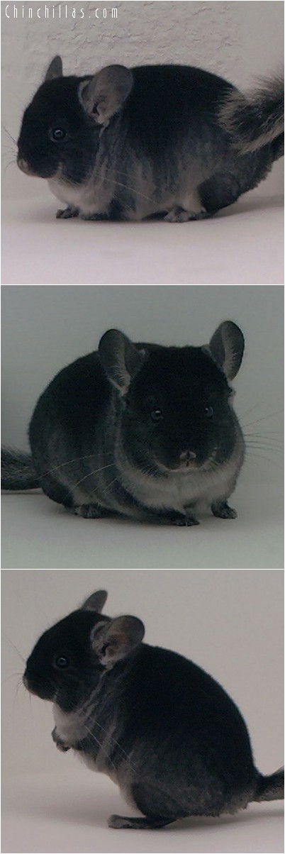 4179 Black Velvet ( Ebony & Sapphire Carrier ) Male Chinchilla