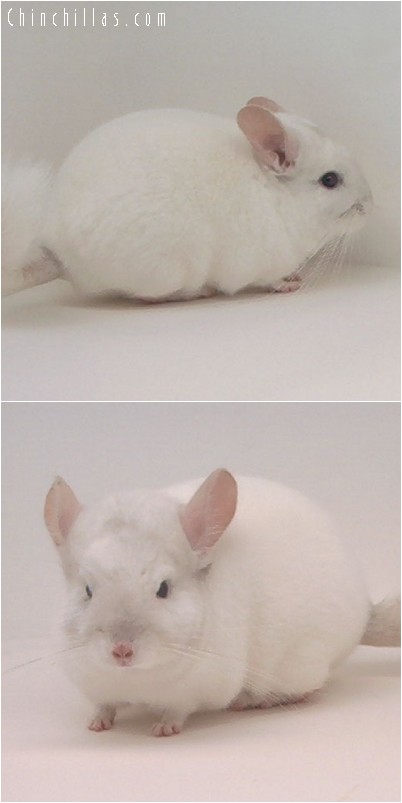 4184 Pink White Dwarf / Mini Male Chinchilla