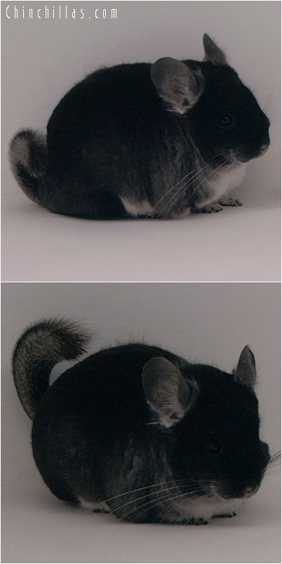 4176 Large Show Quality Black Velvet Female Chinchilla