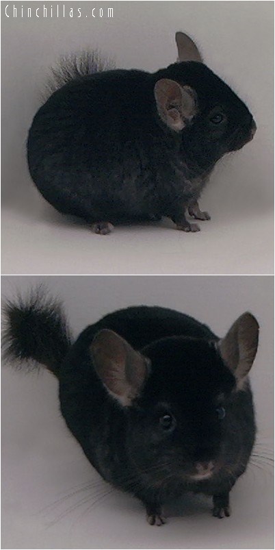 4182 Ebony ( Violet Carrier ) Male Chinchilla