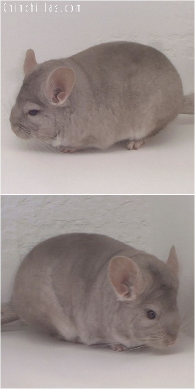 4181 Show Quality Beige Male Chinchilla