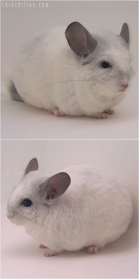 4147 Extra Large Show Quality White Mosaic Male Chinchilla