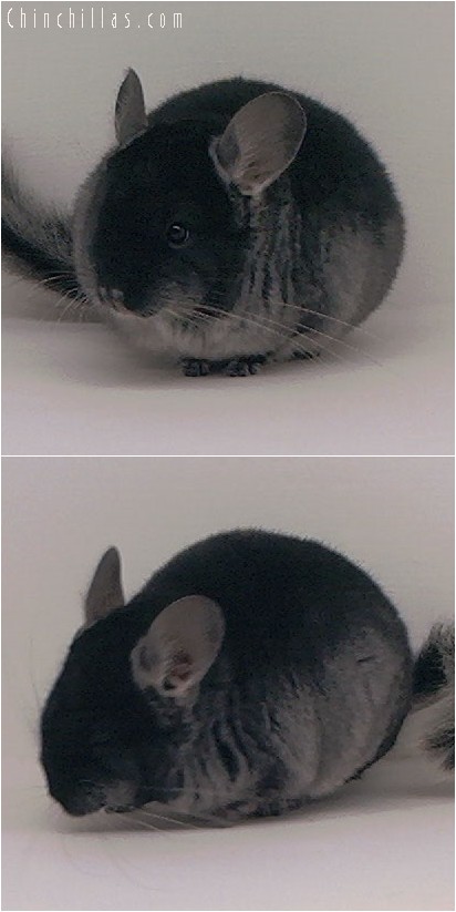 4018 Black Velvet ( Violet Carrier ) Female Chinchilla