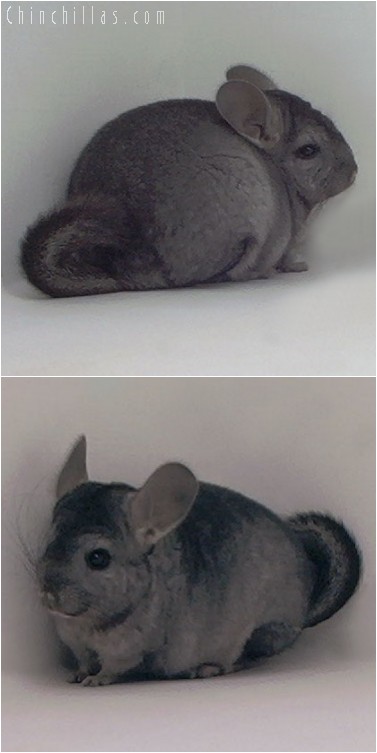 4068 Hetero Ebony Female Chinchilla