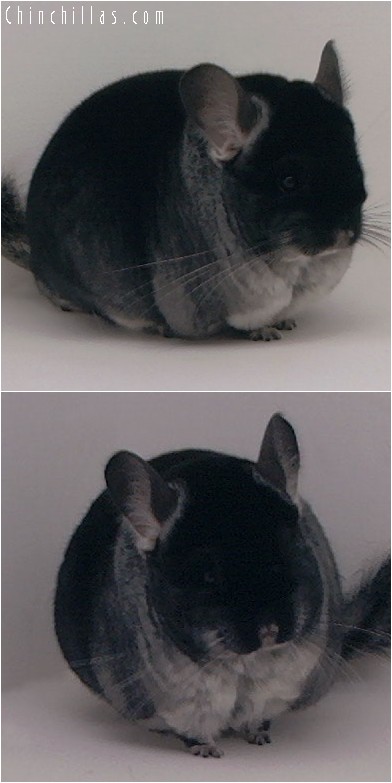 4187 Top Show Quality Black Velvet Female Chinchilla