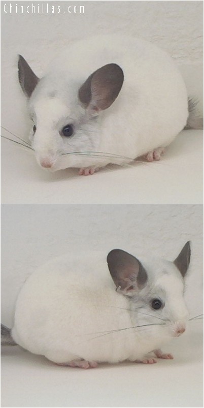 4028 ECBC Class Champion White Male Chinchilla