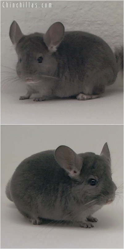 4186 Wrap-around Violet Male Chinchilla