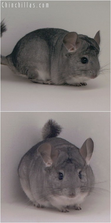 4185 Standard ( Sapphire Carrier ) Male Chinchilla