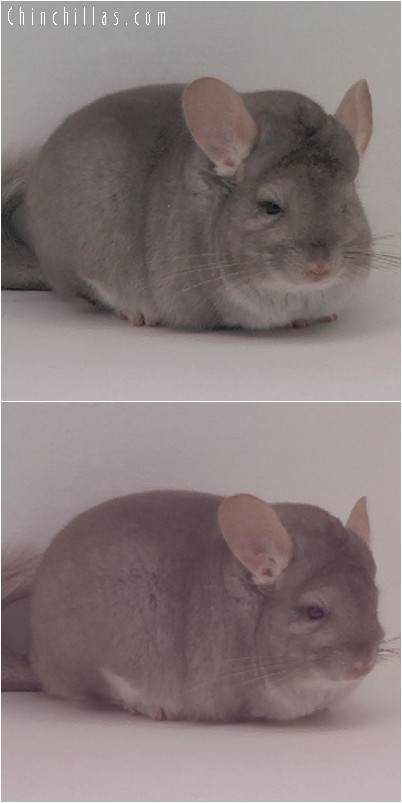 4177 Large Blocky Show Quality Beige Female Chinchilla