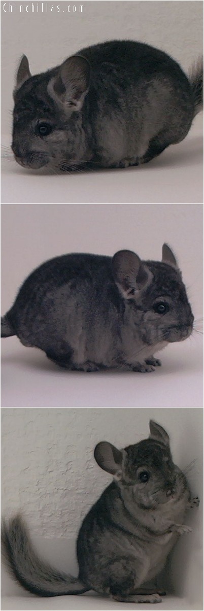 4168 Hetero Ebony ( Violet Carrier ) Male Chinchilla