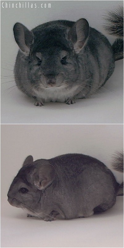 4188 Top Show Quality Standard Female Chinchilla