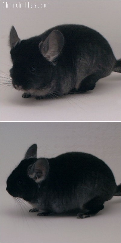 4190 Show Quality TOV Ebony Female Chinchilla