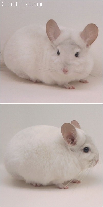 4191 Top Show Quality Pink White Female Chinchilla