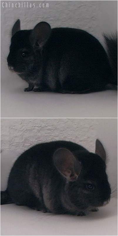 4193 Show Quality Ebony Female Chinchilla