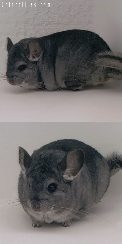 4194 Large Top Show Quality Standard Female Chinchilla