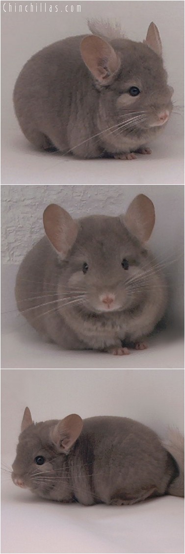 4197 Show Quality Tan Female Chinchilla