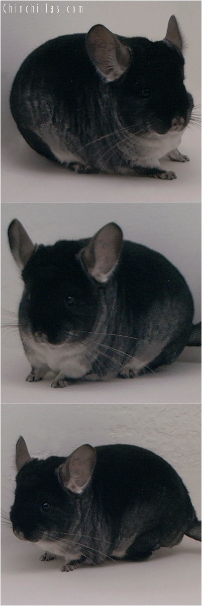 4207 Nat'l Reserve Color Champion Black Velvet Female Chinchilla