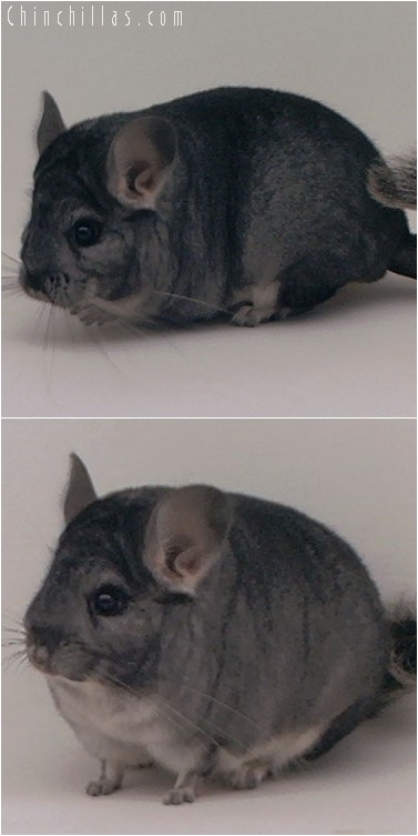 4195 Mini High Quality Standard Female Chinchilla