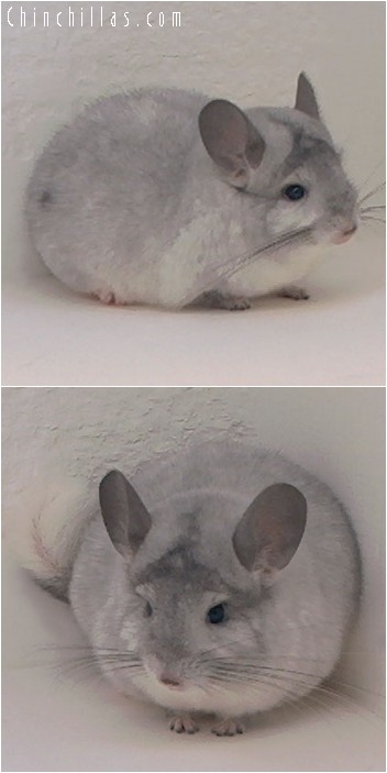 4178 Show Quality Silver Mosaic Male Chinchilla