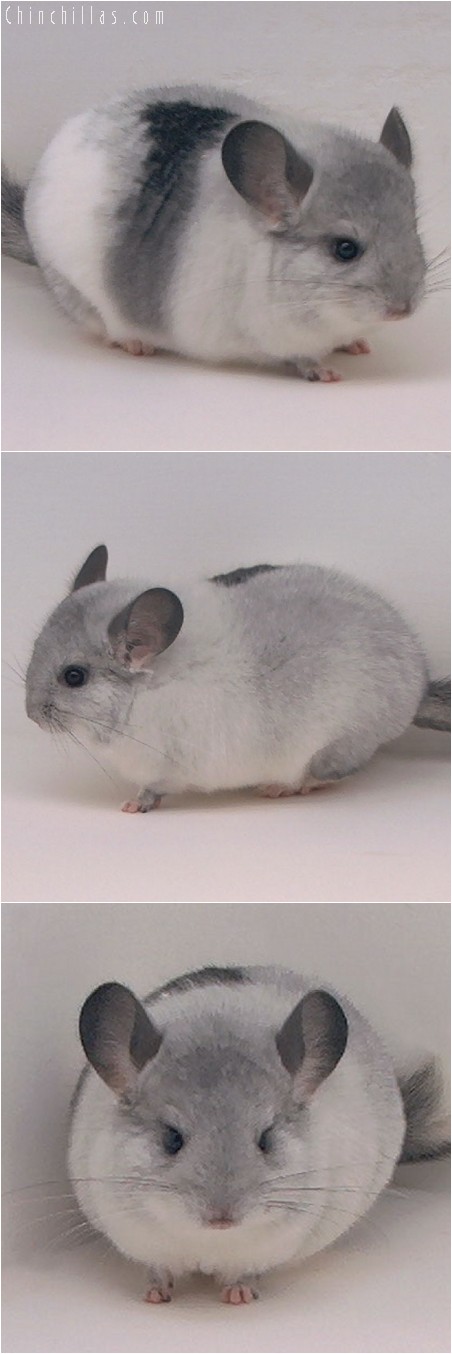 4205 Tri - tone White Mosaic Female Chinchilla