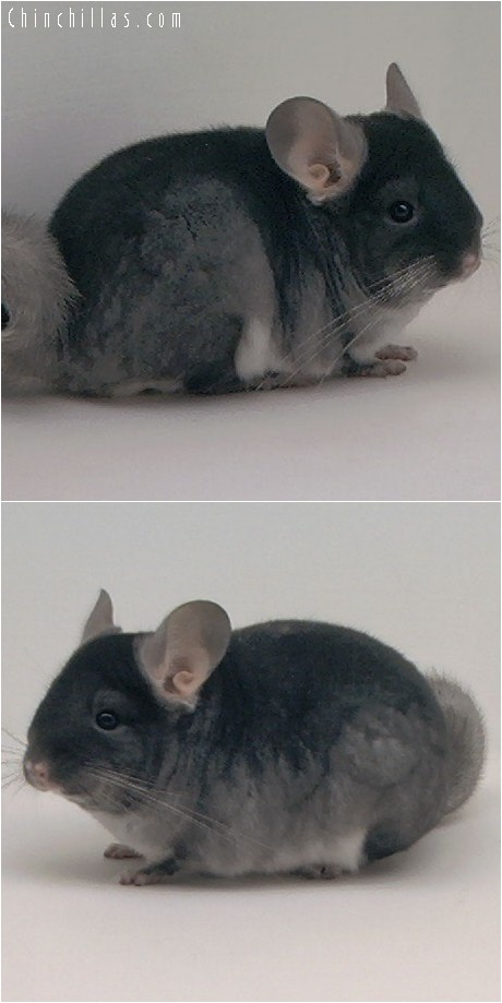 4204 TOV Sapphire ( Ebony Carrier ) Female Chinchilla