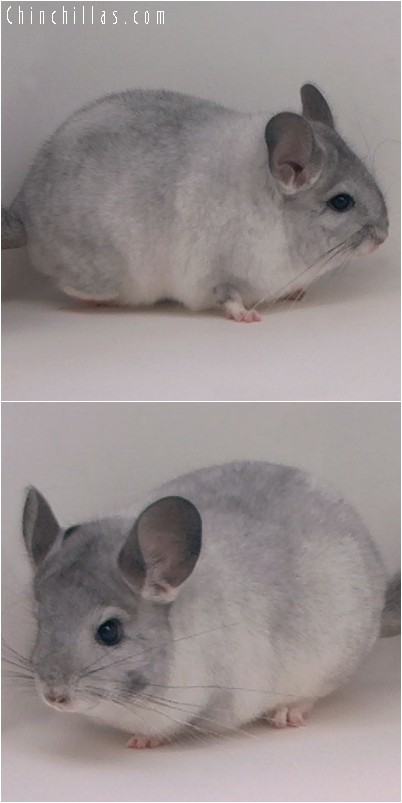 4206 White Mosaic ( Sapphire Carrier ) Female Chinchilla