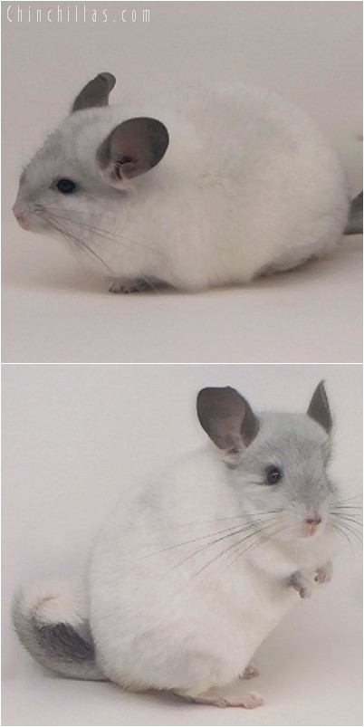 4201 Show Quality White Mosaic Female Chinchilla