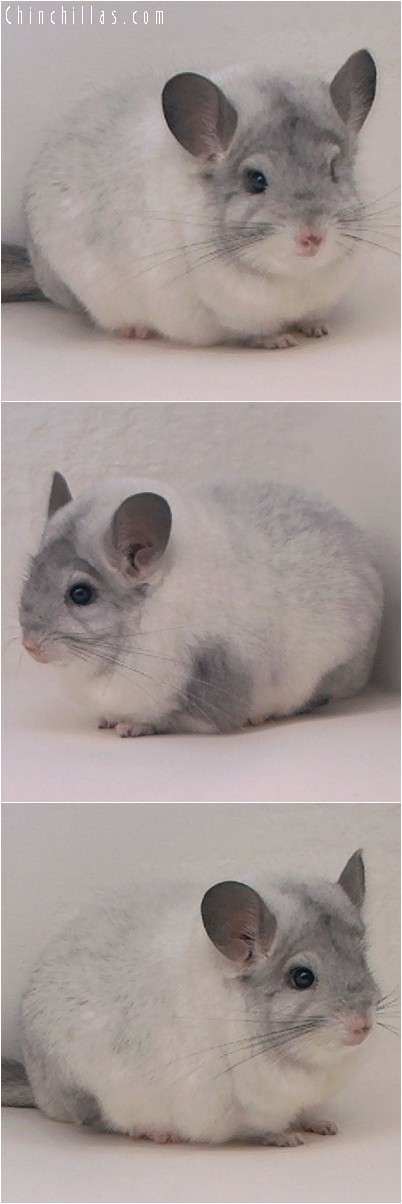 4211 Large Blocky Show Quality White Mosaic Male Chinchilla