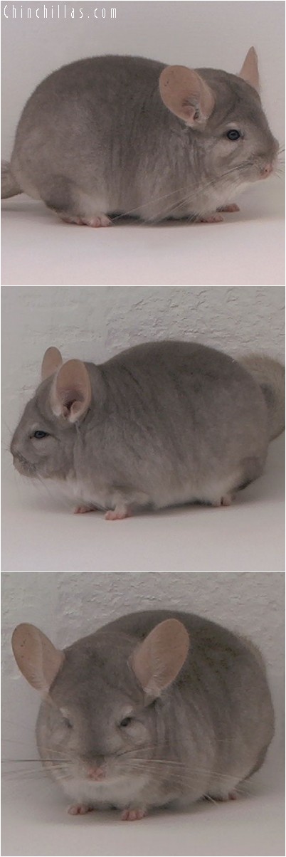 4213 Top Show Quality Beige Female Chinchilla