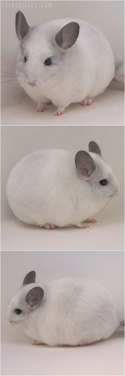 4217 Top Show Quality White Mosaic Male Chinchilla