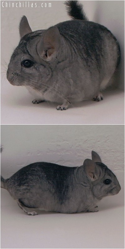 4208 Standard ( Sapphire Carrier ) Female Chinchilla