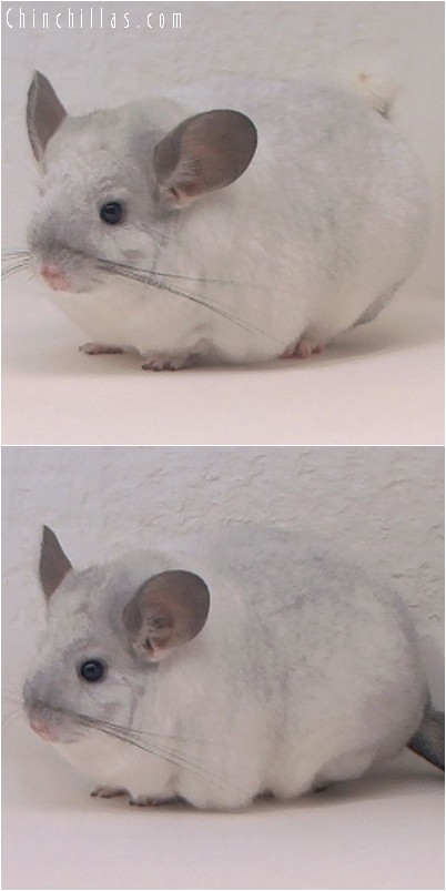 4210 Extra Large Show Quality White Mosaic Female Chinchilla