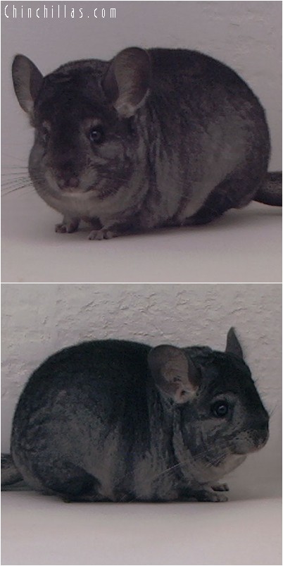 4214 Show Quality Ebony Female Chinchilla