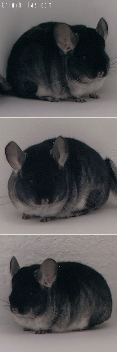 4149 Top Show Quality Black Velvet Female Chinchilla