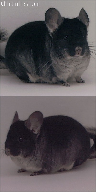 4144 Large Show Quality Black Velvet Male Chinchilla