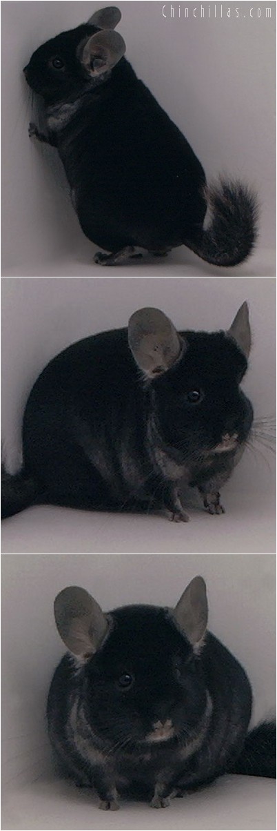 4220 Top Show Quality TOV Ebony Male Chinchilla