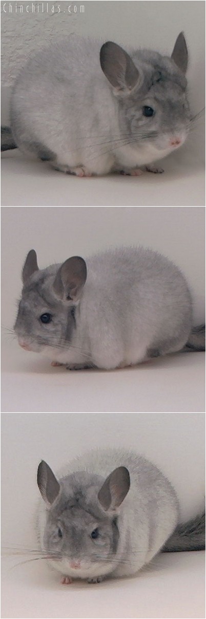 4221 Show Quality Silver Mosaic Female Chinchilla