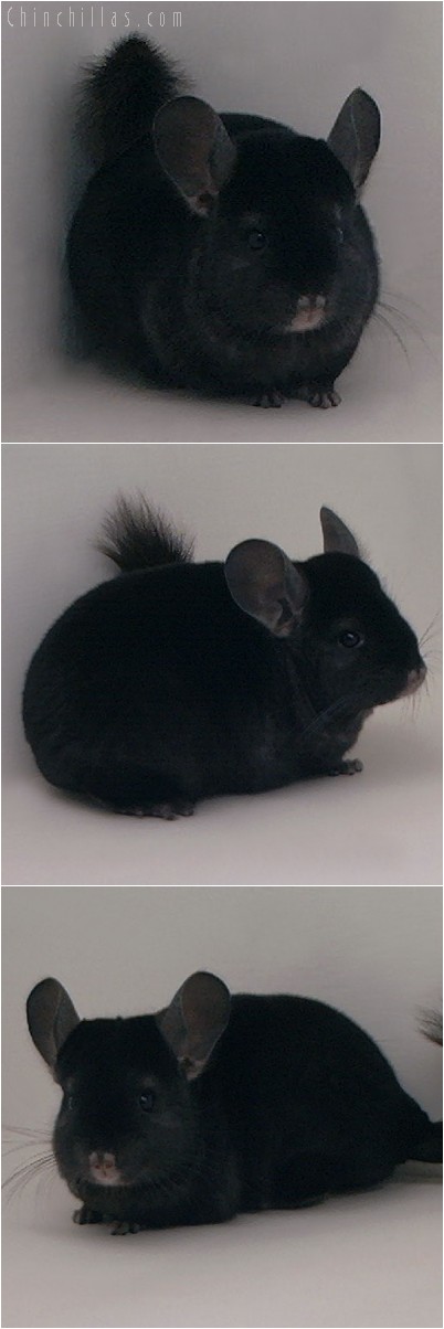 4223 Show Quality Ebony Female Chinchilla