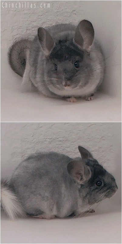 4226 TOV White Female Chinchilla