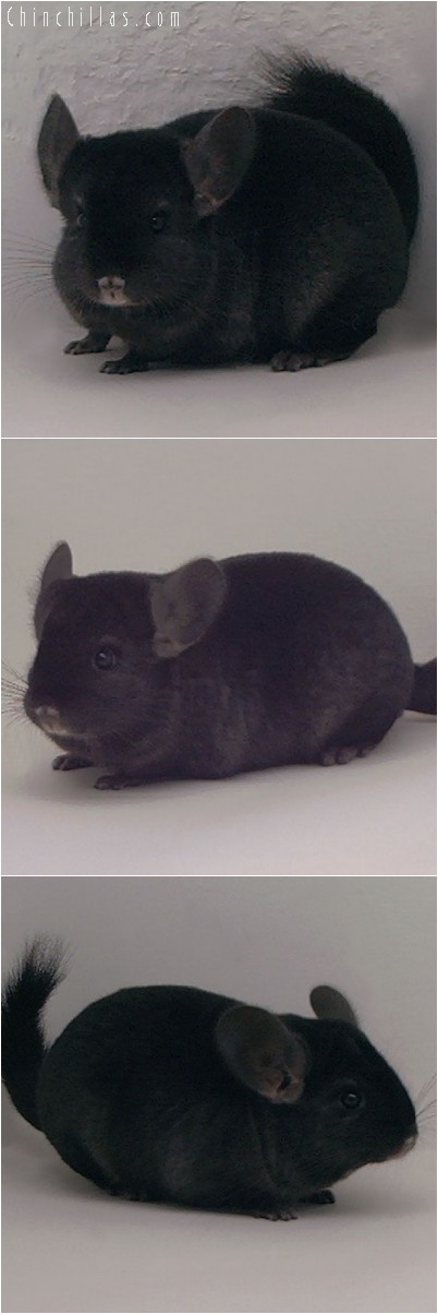 4224 Top Show Quality Ebony Female Chinchilla