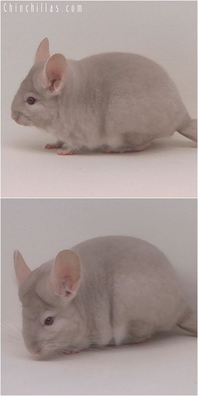 4227 Top Show Quality Homozygous Beige Female Chinchilla